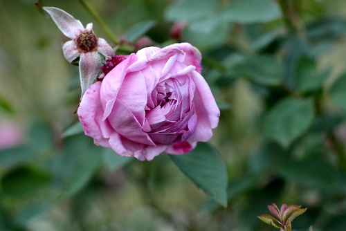 Hermosa Rose Clutching In  Hermosa Rose Clutching In